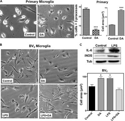 Differential Regulation of Adhesion and Phagocytosis of Resting and Activated Microglia by Dopamine